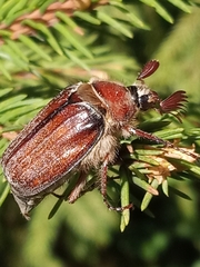 Melolontha hippocastani