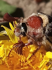 Melolontha hippocastani