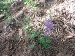 Lupinus argenteus palmeri