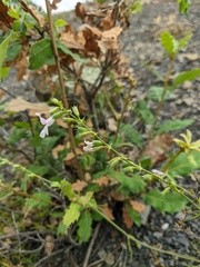 Stachys angustifolia