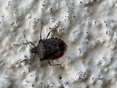 Halyomorpha halys