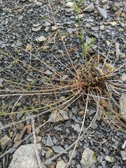 Stachys angustifolia