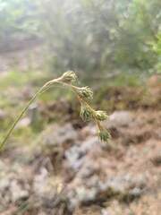 Carex foenea