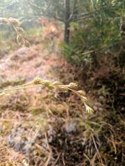 Carex foenea