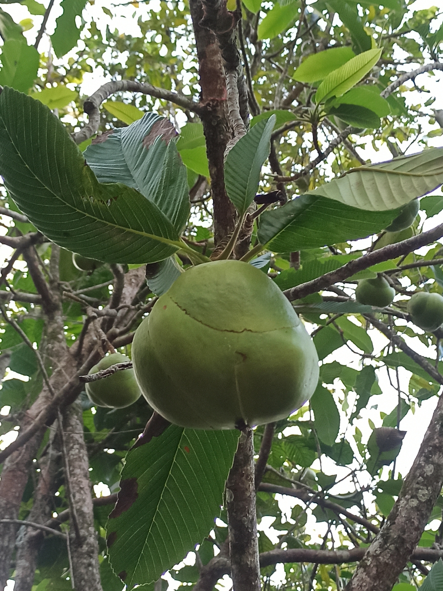 Dillenia indica