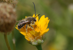 Eucera longicornis