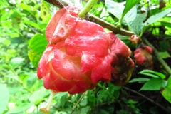 Drymonia coccinea