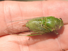 Okanagana viridis