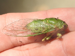 Okanagana viridis