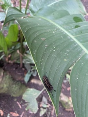 Gymnelia