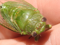 Okanagana viridis