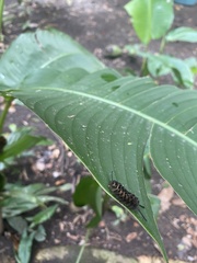 Gymnelia