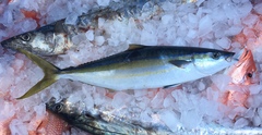 Elagatis bipinnulata