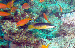 Gomphosus klunzingeri