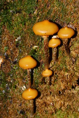Galerina patagonica