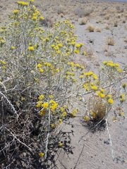 Tetradymia tetrameres