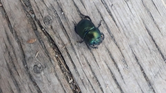 Geotrupes balyi