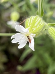 Toxomerus marginatus