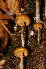 Galerina patagonica