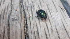 Geotrupes balyi