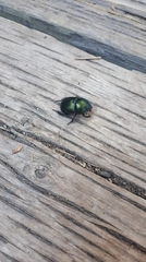 Geotrupes balyi