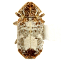 Trichodesma texana