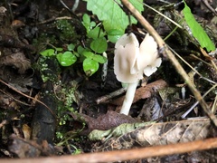 Helvella levis