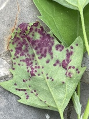 Norvellina chenopodii