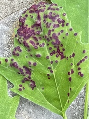 Norvellina chenopodii