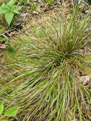 Carex deflexa