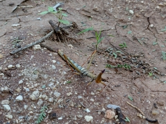 Stiphra robusta
