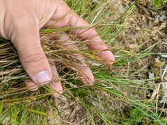 Carex deflexa