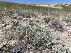 Eriogonum pauciflorum