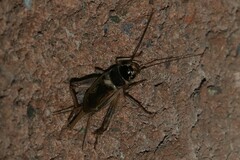 Gryllus personatus
