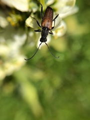 Anastrangalia sanguinea