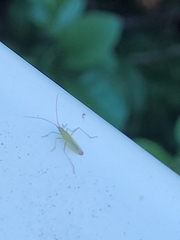 Trigonotylus