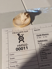 Russula amerorecondita