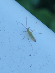 Trigonotylus