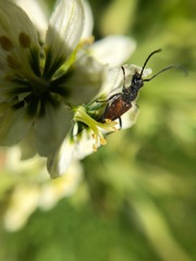 Anastrangalia sanguinea