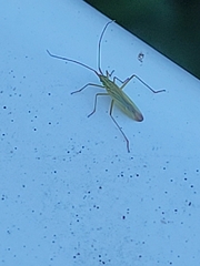 Trigonotylus