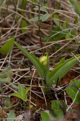 Platanthera blephariglottis