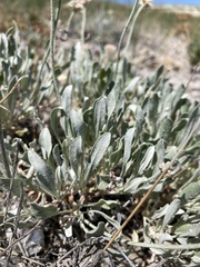 Eriogonum pauciflorum