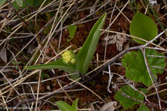 Platanthera blephariglottis