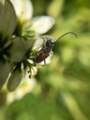 Anastrangalia sanguinea