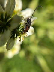 Anastrangalia sanguinea