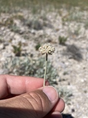 Eriogonum pauciflorum