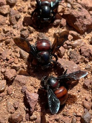 Xylocopa frontalis