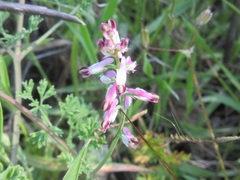Fumaria kralikii