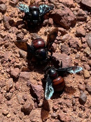 Xylocopa frontalis