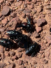Xylocopa frontalis